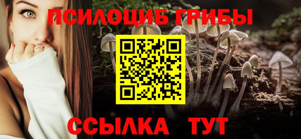 Псилоцибиновые грибы Psilocybe Родники